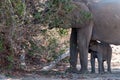 Desert elephant with its feeding calf Royalty Free Stock Photo