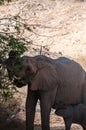 Desert elephant with its feeding calf Royalty Free Stock Photo