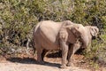 Desert Elephant in Namibia