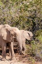 Desert Elephant in Namibia