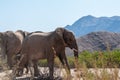 Desert Elephant in Namibia