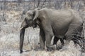 Desert elephant walking in the dried up Hoanib river in Namibia. Royalty Free Stock Photo