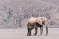 Desert elephant walking in the dried up Hoanib river in Namibia