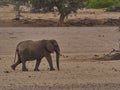 Desert Elephant walking in an ephemeral river bed Namibia