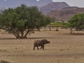 Desert Elephant walking in an ephemeral river bed Namibia