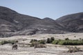 Desert Elephant walking in Purros, Kaokoland, Kunene Region. Namibia. Arid landscape in river bed.