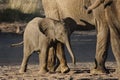 Desert elephant young, Namibia Royalty Free Stock Photo