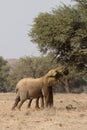 Desert Elephants