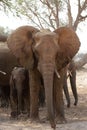 Desert Elephants