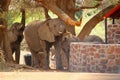 Desert elephants baby safari tent camp resort, Damaraland, Namibia Royalty Free Stock Photo