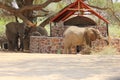 Desert elephants luxury tent safari camp resort, Damaraland, Namibia Royalty Free Stock Photo