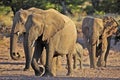 Desert elephants, Namibia desert Royalty Free Stock Photo