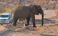 Desert elephants are not a distinct species of elephant Royalty Free Stock Photo