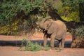 Desert elephants are not a distinct species of elephant Royalty Free Stock Photo