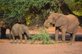 Desert elephants are not a distinct species of elephant Royalty Free Stock Photo