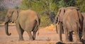 Desert elephants are not a distinct species of elephant Royalty Free Stock Photo