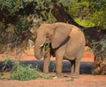 Desert elephants are not a distinct species of elephant Royalty Free Stock Photo