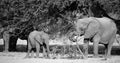 Desert elephants are not a distinct species of elephant Royalty Free Stock Photo