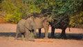 Desert elephants are not a distinct species of elephant Royalty Free Stock Photo