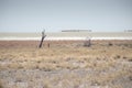 Desert Etosha plain Royalty Free Stock Photo
