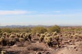 A desert expanse filled with dead brush, cholla cacti and Palo Verde trees in front of Scottsdale on the Horseshoe Loop Trail Royalty Free Stock Photo