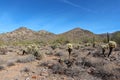 A desert expanse filled with dead brush and a variety of cholla cacti in front of the McDowell mountains