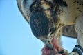 Desert falcon biting chicken's meat Royalty Free Stock Photo