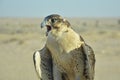 Desert falcon with opened pecker Royalty Free Stock Photo