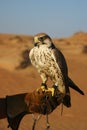 Desert falconry Royalty Free Stock Photo