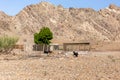 Desert farm with animal enclosures in Hajar Mountains in United Arab Emirates (Masafi village) with goats. Royalty Free Stock Photo