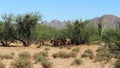 Desert Figurines