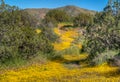 Desert Floor at Vazquez Rocks, California in Spring