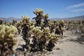 Desert Floor with Wild Cholla Cactus Growing Royalty Free Stock Photo