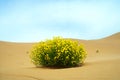 Desert Flower Royalty Free Stock Photo