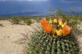 Desert Flower