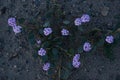 desert flower bloom Royalty Free Stock Photo