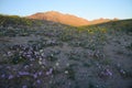 desert flower bloom Royalty Free Stock Photo