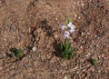 Desert flower Diplotaxis acris