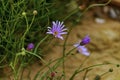 Desert flower Hoary Tansy Aster found on the Hickman Bridge Trail in the Capitol Reef National Park