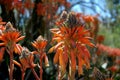 Aloe Plant Flower Orange Blooms Royalty Free Stock Photo