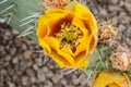 Desert Flowers