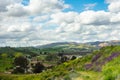 Desert flowers blooming at Lake Elsinore in California Royalty Free Stock Photo