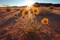 desert flowers casting long shadows at dawn