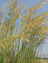 Desert flowers greengarden