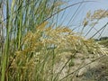 Desert flowers natural with green