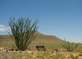 Desert foliage at a southwestern campground