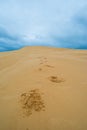 Desert footprints Royalty Free Stock Photo