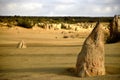 Desert forest