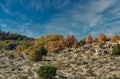 Desert forest under blue sky