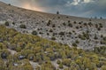 Desert forest under cloudy sky